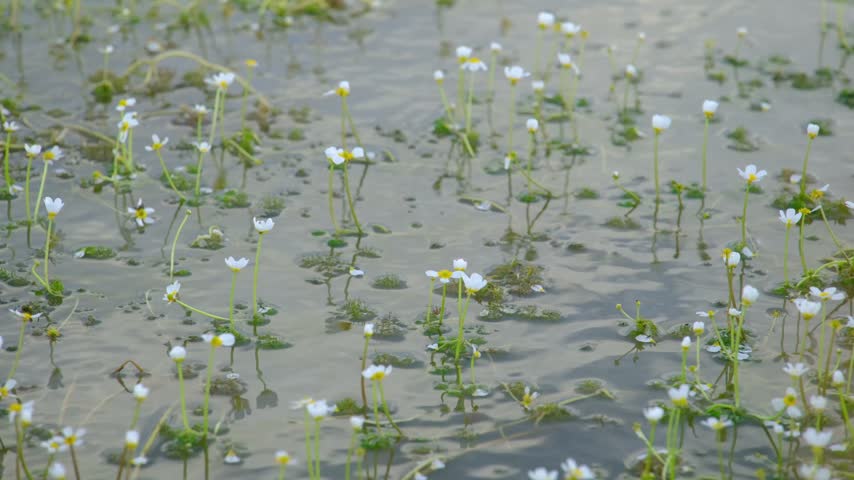 the white flowers on the lake
