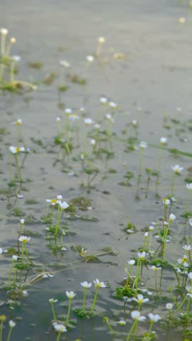 the white flowers on the lake
