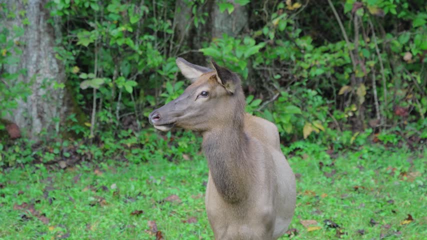 A young female cow elk (Cervus canadensis) stands in a lush grassy area near dense woods in Cherokee, North Carolina. She turns her head attentively to scan her surroundings before walking across the clearing during the autumn rutting season in the Great Smoky Mountains.