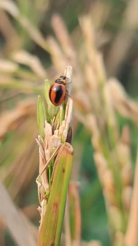 Single Ladybug Climbing on Top of Rice Plant in Paddy Field