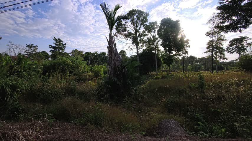 Tropical forest and jungle vegetation cover an island landscape, with a palm tree in the foreground and tall trees rising above dense grasses. Banana plants, shrubs and woodland fill the clearing beneath a partly cloudy blue sky. Sunlight shines through the trees across the tropical undergrowth. Palm trees and tropical plants surround a grassy forest clearing on this island in Thailand, Southeast Asia.