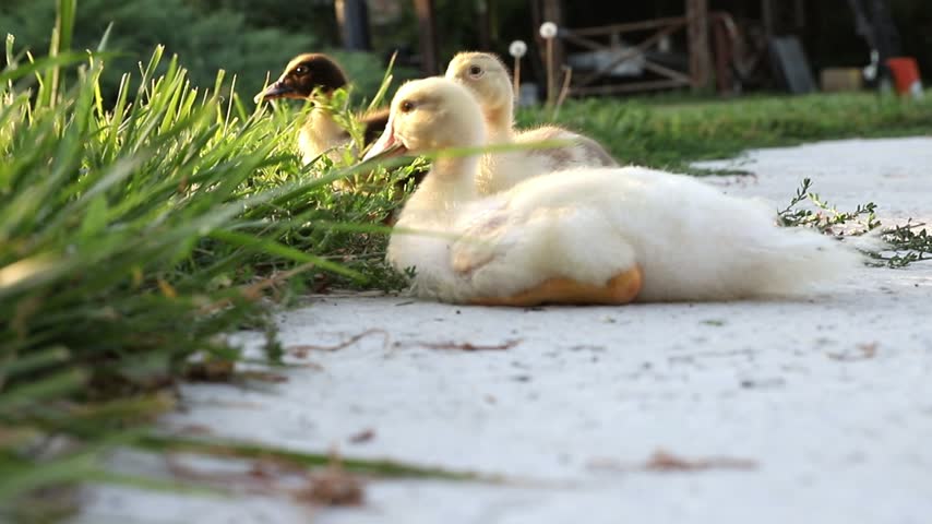 A Group of Young Ducklings Eating Grass Together in a Garden