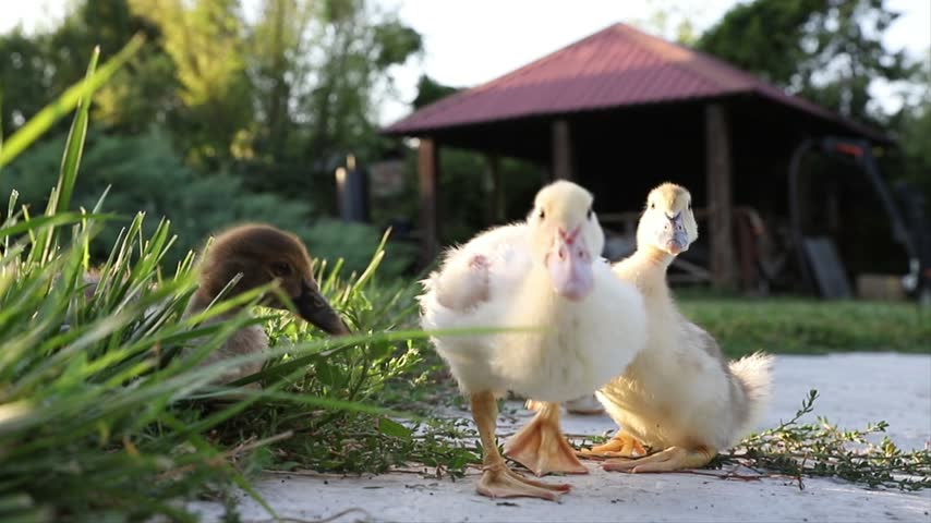 A Group of Young Ducklings Eating Grass Together in a Garden