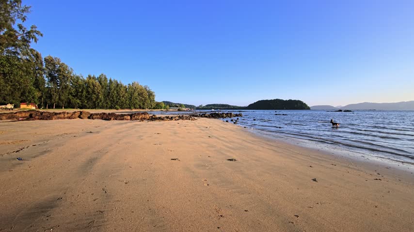 Wide sandy beach beside a calm tropical sea, with small waves reaching a rocky shoreline. Coastal trees line one side of the beach while a forested island and low hills appear across the water. A dog stands in shallow water near the shore, under clear blue skies. This island landscape shows sandy coastline, ocean waves, coastal rocks and tropical beach scenery in natural daylight. Thailand, Southeast Asia.
