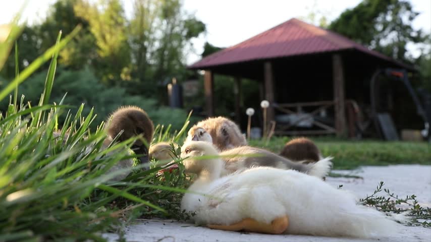 A Group of Young Ducklings Eating Grass Together in a Garden