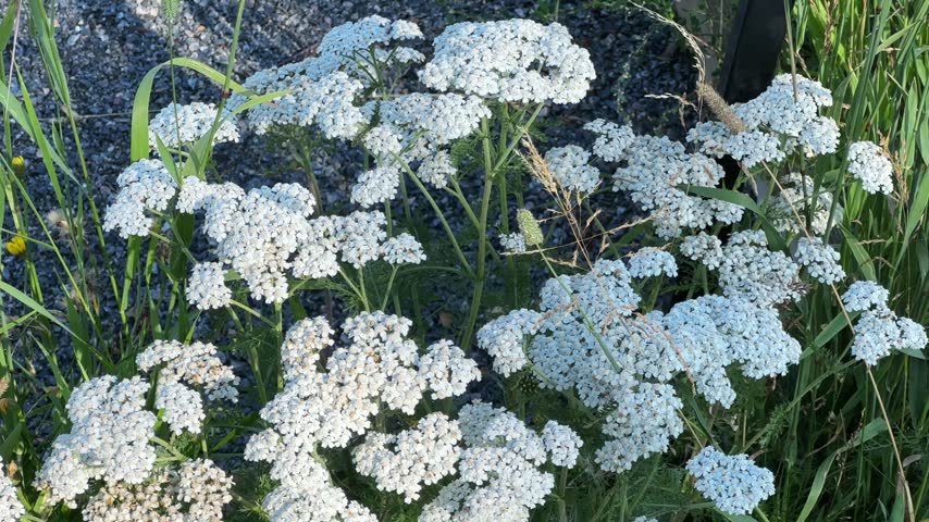 Bushes of the blooming yarrow with inflorescences on stem tops growing next the gravel path, view while vertical panning at sunny morning
