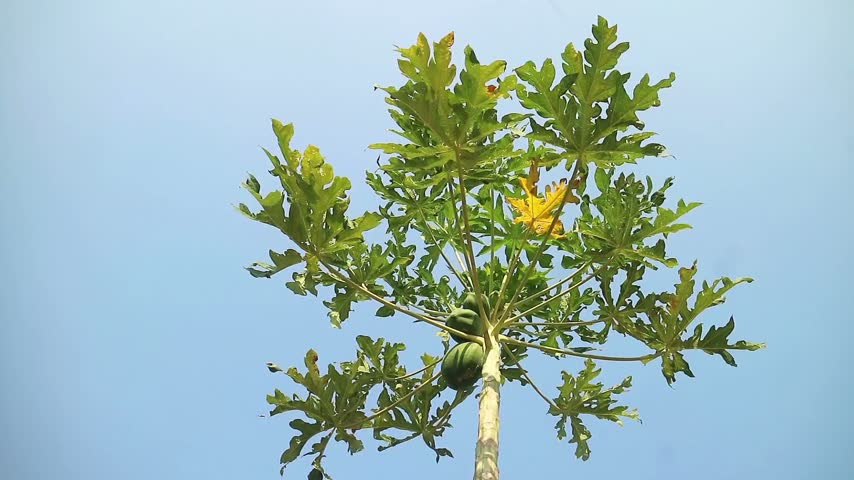Low angle view of a papaya tree with green leaves and growing fruits against a clear blue sky background. Isolated.