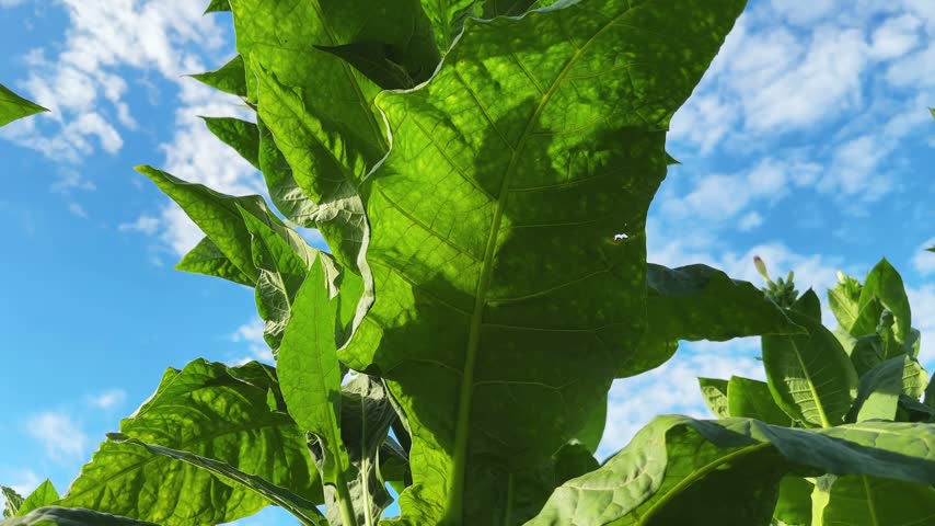 Stem of a blooming tobacco with pink flowers on top and big green leaves on a field at sunny morning against the sky, bottom view close-up while vertical panning
