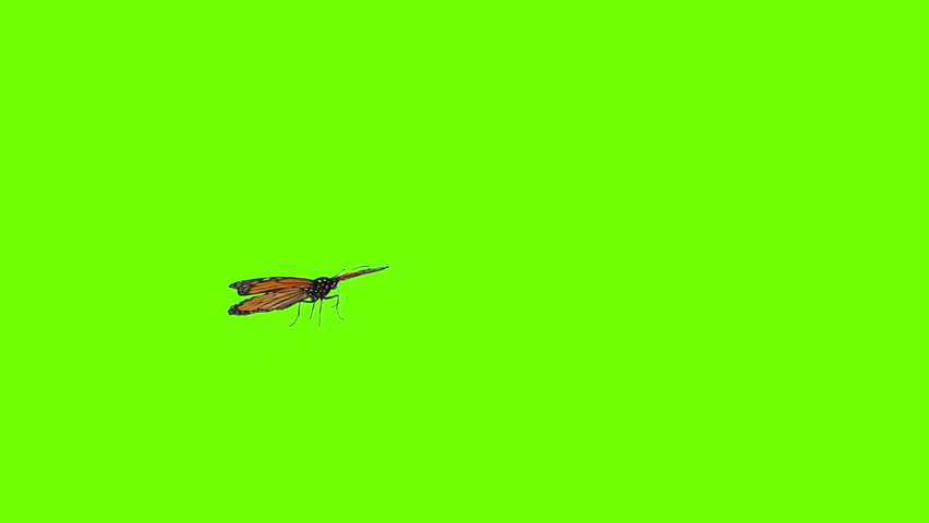 Monarch butterfly flying video overlay chroma key green screen background realistic orange butterfly green screen animals nature vfx clip
