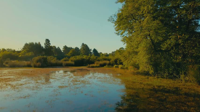 A serene natural pond surrounded by forest foliage during sunset,.