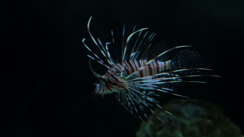 A red lionfish swimming gracefully through dark aquarium water with its dramatic fan-like fins