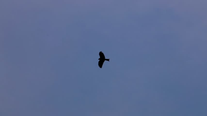 Black Kite Milvus migrans gliding smoothly downwards in the sky slow motion 180fps footage
