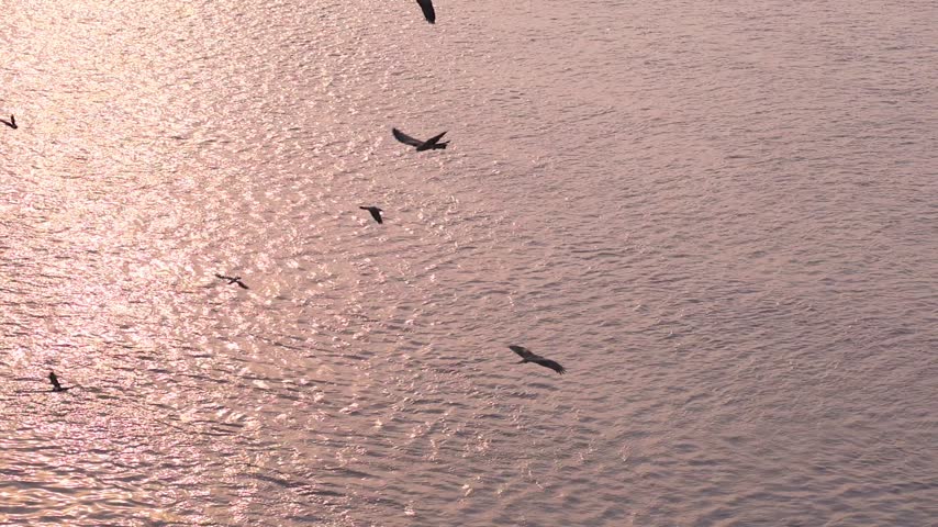 Black Kites Milvus migrans flying low over sparkling water during golden hour slow motion 180fps footage