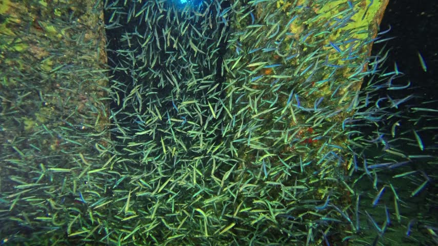 Ball of baitfish inside shipwreck