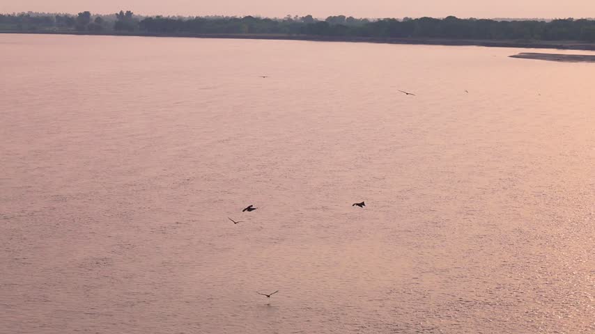 Black Kite Milvus migrans soaring majestically over a river at dusk slow motion 180fps footage