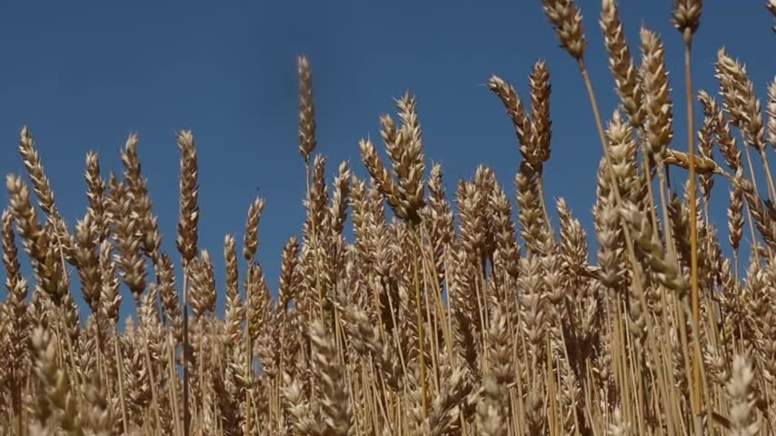a large field of grain crops and a blue sky