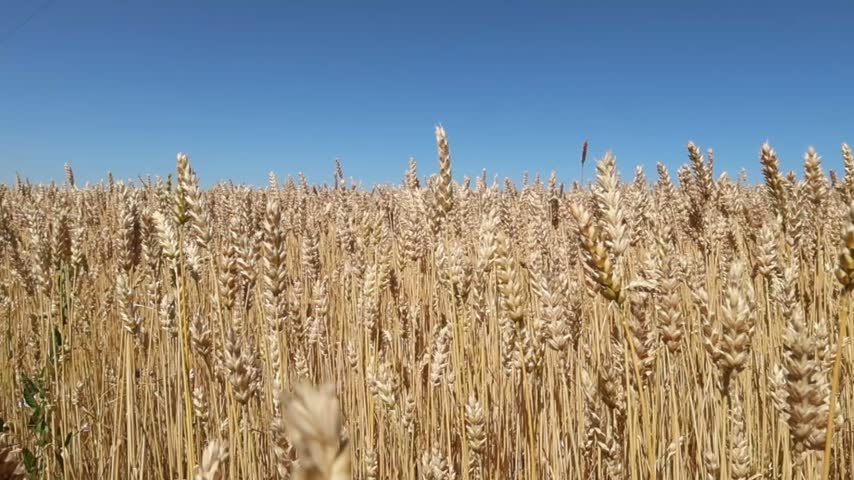 a large field of grain crops and a blue sky