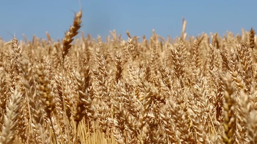 a large field of grain crops and a blue sky