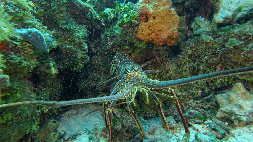 Giant spiny lobster close up on the reef
