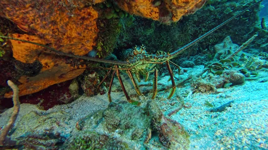 Giant spiny lobster close up on the reef