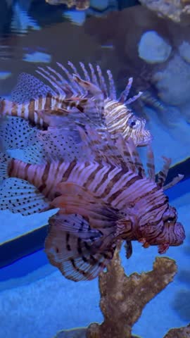 Several striped lionfish swimming together in a blue aquarium, displaying distinctive patterns, large fins and prominent spines.