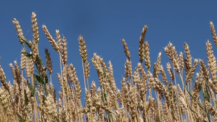 a large field of grain crops and a blue sky