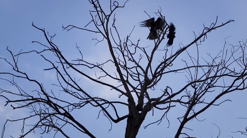 Detailed silhouette of a Black Kite Milvus migrans soaring in the sky slow motion 180fps footage