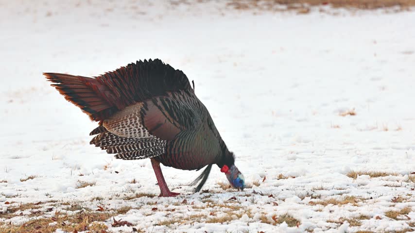 Wild Turkey in the the snow in Minnesota