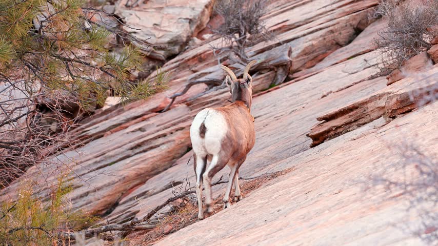 Wild Bighorn Sheep in Zion National Park. Utah, USA.