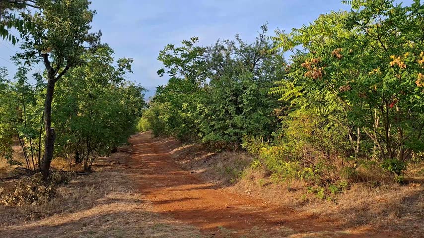Dirt pathway through lush green forest with wooden picnic bench and table at the end on a sunny day