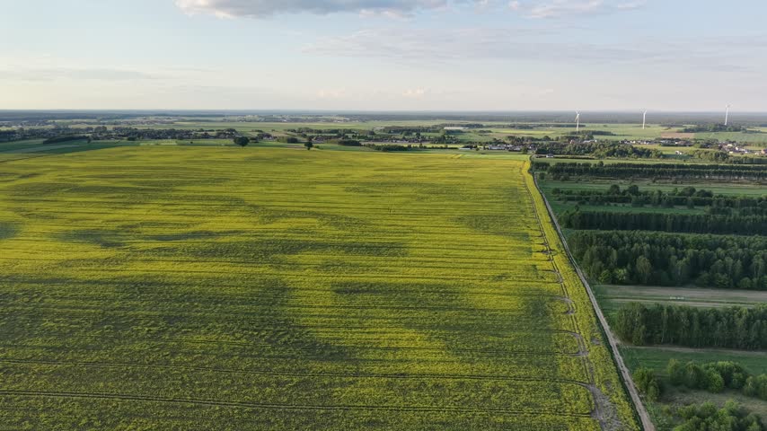 Spring rural landscape with yellow agricultural field