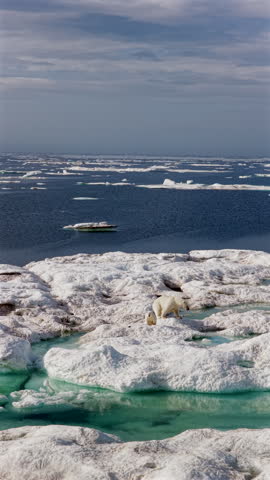 Vertical video: slow motion aerial drone view of polar bear mother standing on hind legs with her cub on vast melting Arctic sea ice with turquoise meltwater and open ocean, wild Ursus maritimus near Wrangel Island, Chukotka, Russian Arctic