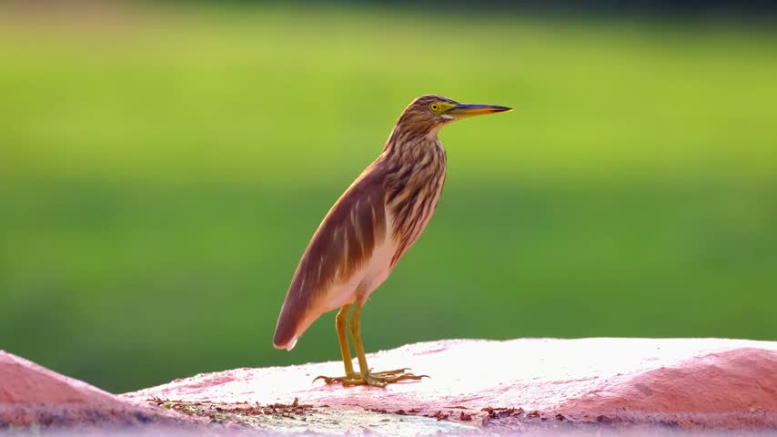 A white-winged heron near a pond, standing, drinking water, looking around. Tropical bird close up. Beautiful tropical wildlife. Beautiful wildlife.