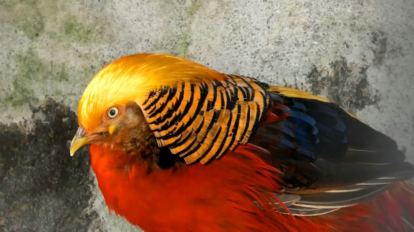 Closeup of a golden pheasant at the zoo.