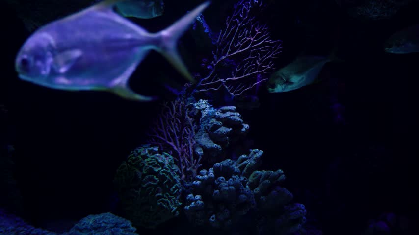 Purple Jellyfish Swimming Underwater Scene