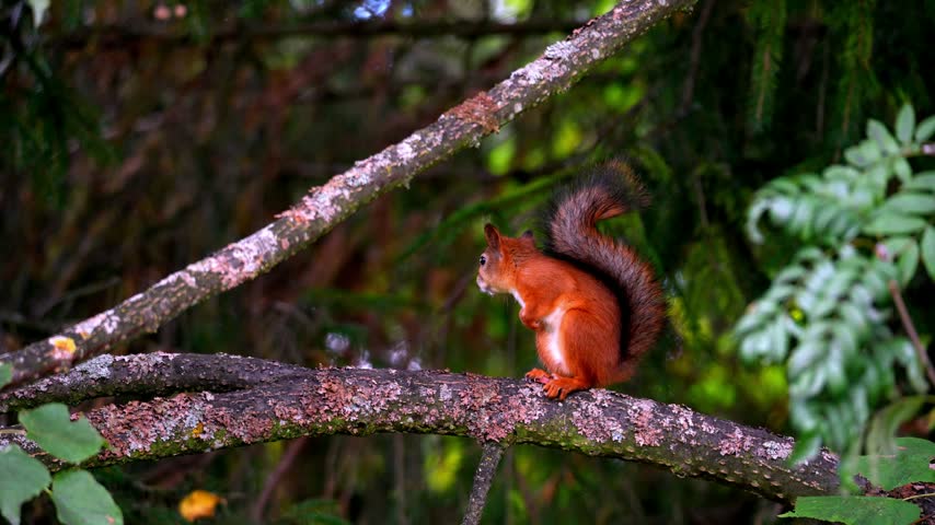 Red squirrel sits alert on a mossy branch. Its bushy tail fans against the green forest backdrop. Sunlight highlights the animal