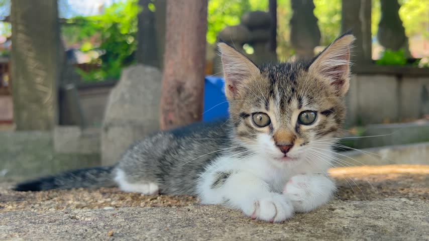 Curious stray kitten resting and lounging on stone slabs in cemetery in Istanbul. Small street cat relaxing on warm stone surface with soft trees in background