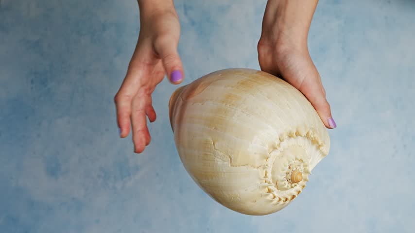 Close up of  young girl hands holding and exploring large seashell against blue backdrop. Marine discovery, childhood curiosity, tactile learning, summer leisure.