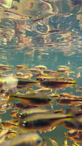 Large school of colorful yellow and orange tropical fish swimming together in clear aquarium water with reflections near the water surface.