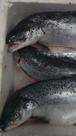 Fresh whole Atlantic salmon displayed in a plastic container at a fish market. Raw seafood with silver skin, suitable for food retail, healthy nutrition, cooking and seafood market concepts.