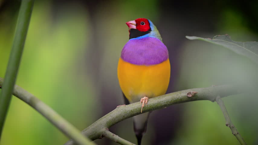 A Gouldian finch turns its red head while perched on a branch, showing a purple breast and yellow belly.