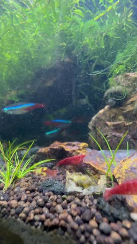Neon tetras swimming above red cherry shrimp in heavily planted freshwater aquarium