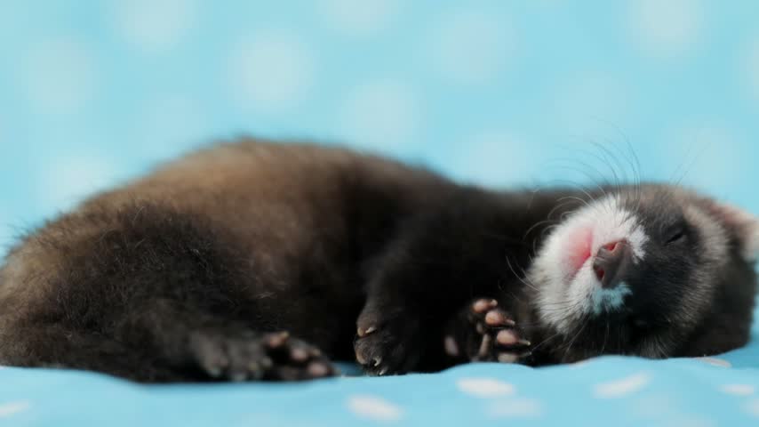 Adorable eight week old ferret pup resting on blue fabric with white polka dots