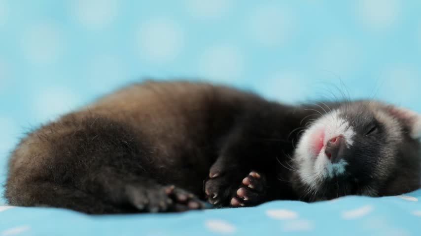 Adorable eight week old ferret pup resting on blue fabric with white polka dots