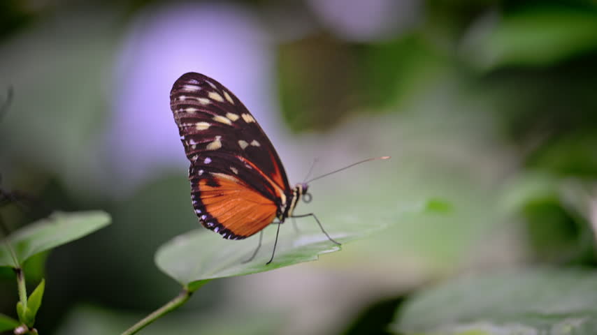 An orange and black butterfly stays on a leaf as another butterfly briefly passes near the edge of the frame.