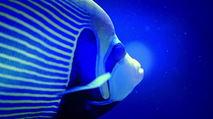 An emperor angelfish swims facing right, moving its pectoral fin beside its striped blue and yellow body.