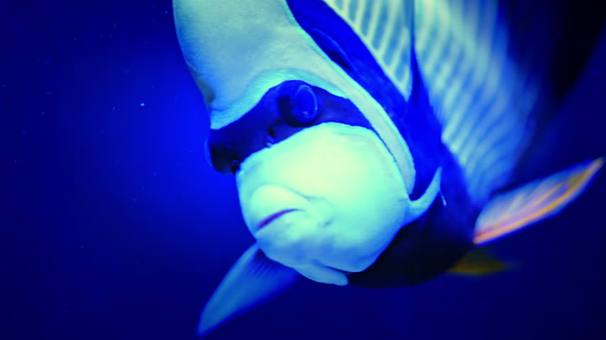 An emperor angelfish faces the camera, then turns sideways to show its horizontal blue and yellow stripes.