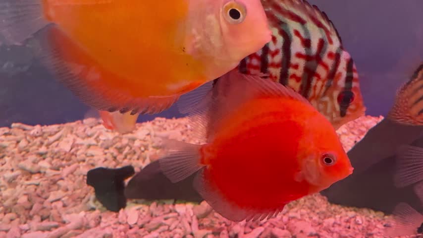 Group of colorful discus fish swimming in freshwater aquarium with driftwood
