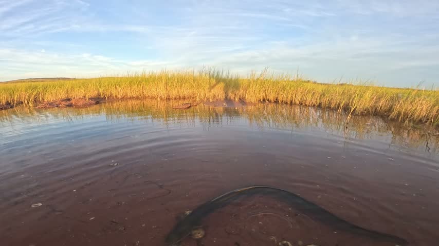Underwater of wild american eel swimming in shallow muddy waters.