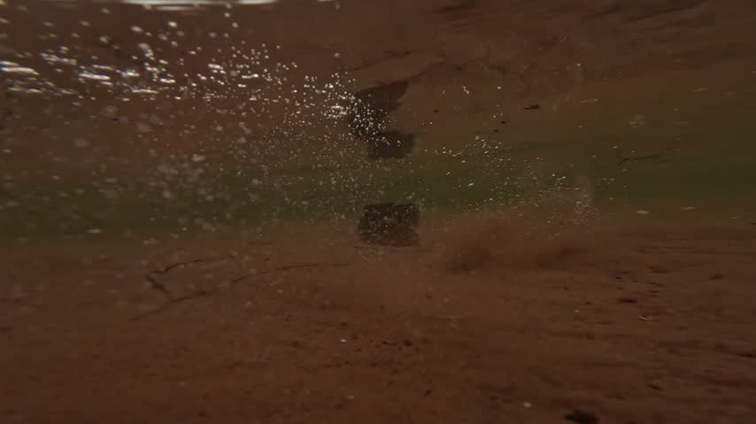 Underwater of wild american eel swimming in shallow muddy waters.